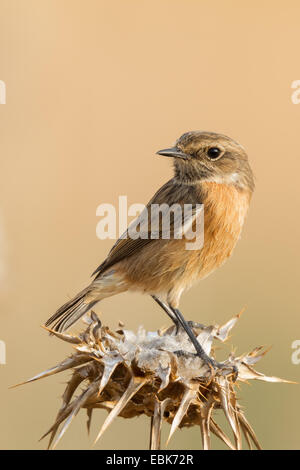 Eine gemeinsame Schwarzkehlchen (Saxicola Manlius) sitzt oben auf einer Distel Stockfoto