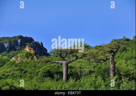 Baobab, Monkey Brot, Affenbrotbäume an der Basis des französischen Berg, Madagaskar, Antsiranana, Diego Suarez Affe Tamarinde (Affenbrotbäume spec.) Stockfoto