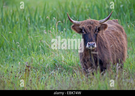 Heckrindern (Bos Primigenius F. Taurus), Kuh auf einer Weide, Deutschland, Schleswig-Holstein, Biotope Weidelandschaft Eidertal Stockfoto