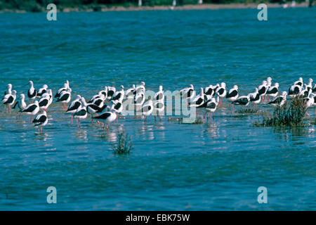 gebänderten Stelzenläufer (Cladorhynchus Leucocephalus), Gruppe im flachen Wasser, Western Australia, Australien, Rottnest Island Stockfoto