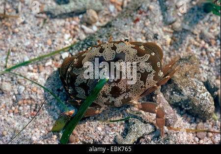 Floral Ei Krabbe (Atergatis Floridus), Draufsicht, Krabben mit giftigen Fleisch Stockfoto
