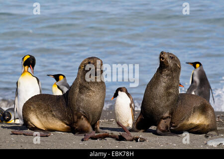 Antarktische Seebär (Arctocephalus Gazella), zwei Jugendliche am Strand unter Königspinguine, Suedgeorgien, Gold Harbour Stockfoto