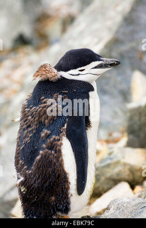 bärtige Pinguin, Pinguin Zügelpinguinen (Pygoscelis Antarctica, Pygoscelis Antarcticus), junge Kinnriemen Pinguin Mauser, Antarktis Stockfoto