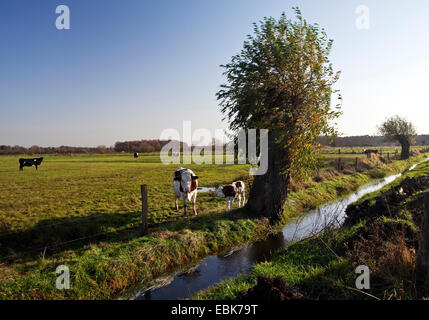 Hausrind (Bos Primigenius F. Taurus), Kühe auf einer Weide mit Kopfweiden, Hamminkeln, Ruhrgebiet, Nordrhein-Westfalen, Deutschland Stockfoto