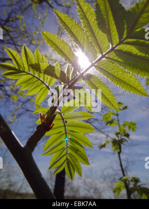 Europäische Eberesche Blätter Eberesche (Sorbus Aucuparia), junge Hintergrundbeleuchtung, Deutschland, Sachsen Stockfoto