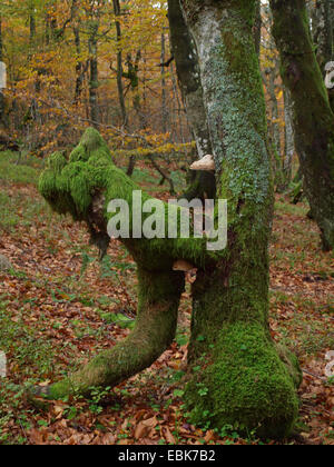 bemooste Baum im herbstlichen Wald der höheren Vogesen, Frankreich, Elsass, Vogesen, NSG Tanet Gazon du Fang Stockfoto