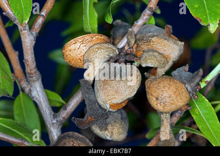 Mandel (Prunus Dulcis, Amygdalus Communis, Prunus Amygdalus Amygdalus Dulcis), Reife Früchte am Baum Stockfoto