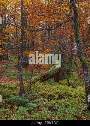 Herbstwald in höheren Vogesen, Frankreich, Elsass, Vogesen, NSG Tanet Gazon du Fang Stockfoto