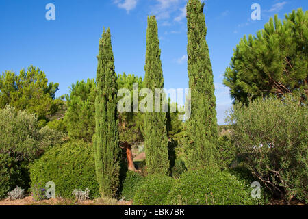 Italienische Zypresse (Cupressus Sempervirens), säulenförmigen Zypressen, Italien Stockfoto