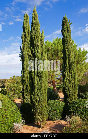 Italienische Zypresse (Cupressus Sempervirens), säulenförmigen Zypressen, Italien Stockfoto