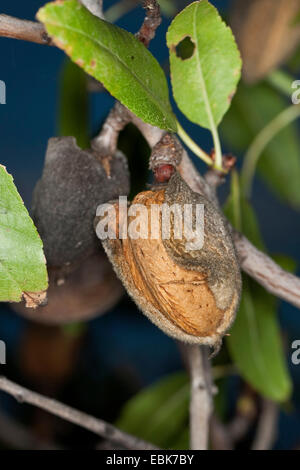 Mandel (Prunus Dulcis, Amygdalus Communis, Prunus Amygdalus Amygdalus Dulcis), reife Frucht am Baum Stockfoto