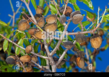 Mandel (Prunus Dulcis, Amygdalus Communis, Prunus Amygdalus Amygdalus Dulcis), Reife Früchte am Baum Stockfoto