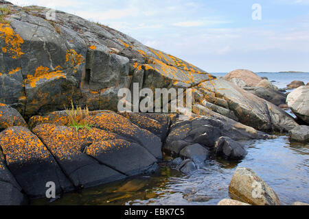 Flechten auf Küstenfelsen der Ostsee, Schweden Stockfoto