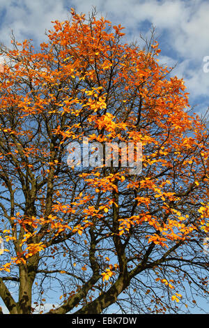 Schwedische Mehlbeere (Sorbus Intermedia), im Herbst, Deutschland Stockfoto