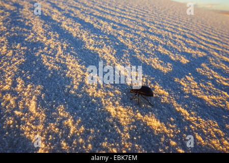 Käfer auf Düne, USA, New Mexico, White Sands National Monument Stockfoto
