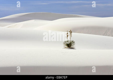 Soaptree (Yucca Elata), Einzelpflanze im Wüstensand, USA, New Mexico, White Sands National Monument Stockfoto