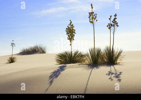 Soaptree (Yucca Elata), in Gips Dünenfeld Hintergrundbeleuchtung, USA, New Mexico, White Sands National Monument Stockfoto