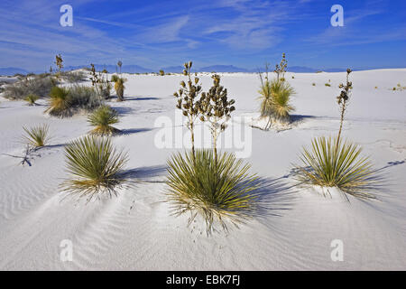 Soaptree (Yucca Elata), in Gips Dünenfeld Hintergrundbeleuchtung, USA, New Mexico, White Sands National Monument Stockfoto