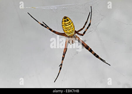 schwarz-gelbe Argiope, schwarz und gelb Kreuzspinne (Argiope Bruennichi), im Netz, Deutschland Stockfoto