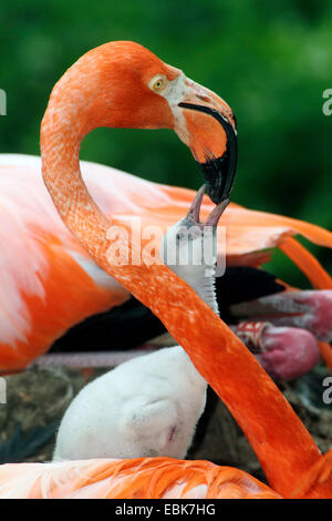 Rosaflamingo, American Flamingo Karibik Flamingo (Phoenicopterus Ruber Ruber), Küken, betteln Stockfoto