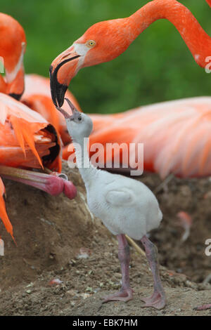 Rosaflamingo, American Flamingo Karibik Flamingo (Phoenicopterus Ruber Ruber), Küken, betteln Stockfoto