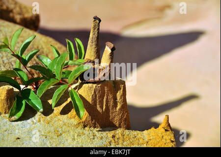 roter Kalkstein Bildung, Tsingy, Madagaskar, Antsiranana, Diego Suarez Stockfoto