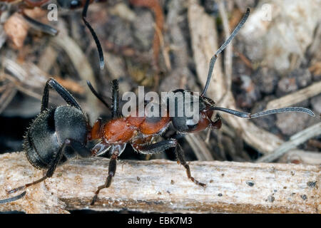 Europäische rote Holz Ameise (Formica Pratensis), kriecht auf einem Keimling, Deutschland Stockfoto