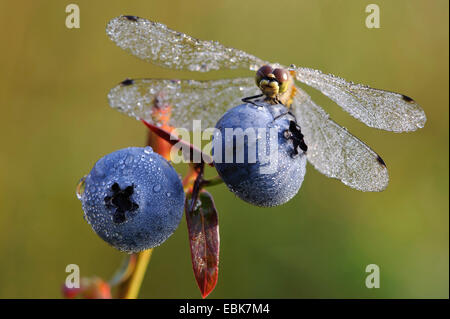 schwarzen Sympetrum (Sympetrum Danae), bedeckt mit Morgentau auf eine Heidelbeere, Deutschland, Niedersachsen Stockfoto