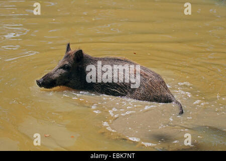 Wildschwein, Schwein, Wildschwein (Sus Scrofa), Baden, Deutschland Stockfoto