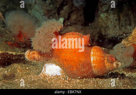 alten Wellhornschnecke, alten Neptun Schnecke, gemeinsamen Spindel Schnecke, rote Wellhornschnecke, Buckie (Neptunea Antiqua), auf den sandigen Meeresboden Stockfoto