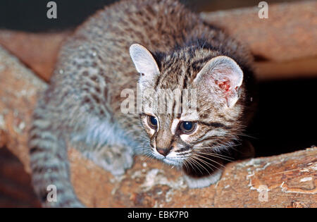 Geoffroy Katze (pardalis Geoffroyi, Oncifelis Geoffroyi), sitzt auf einem Ast Stockfoto