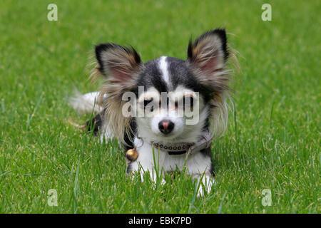 Chihuahua (Canis Lupus F. Familiaris), liegend auf einer Wiese, Deutschland Stockfoto