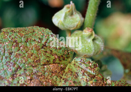 Holly Hock, Stockrose (Alcea Rosea, Althaia Rosea), Schäden durch Stockrose Rost, Puccinia malvacearum Stockfoto