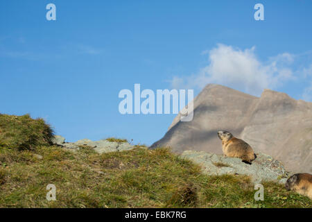 Alpen-Murmeltier (Marmota Marmota), sitzt auf einem Stein in den Alpen, Österreich, Großglockner Stockfoto