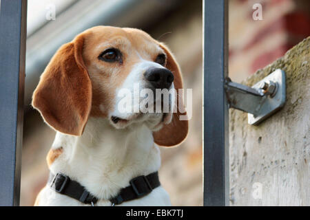 Beagle (Canis Lupus F. Familiaris), Blick durch Balkon Bars, Deutschland Stockfoto