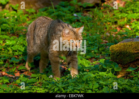 Europäische Wildkatze, Wald Wildkatze (Felis Silvestris Silvestris), schleichen durch den Wald, Österreich, Vorarlberg Stockfoto