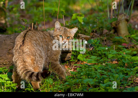 Europäische Wildkatze, Wald Wildkatze (Felis Silvestris Silvestris), schleichen durch den Wald, im Rückblick, Österreich, Vorarlberg Stockfoto