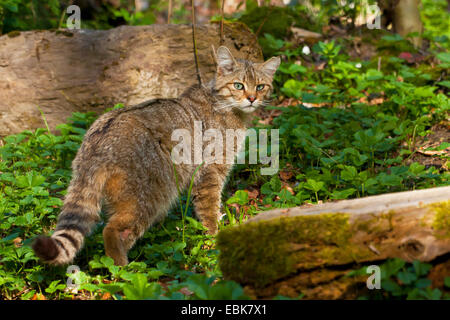 Europäische Wildkatze, Wald Wildkatze (Felis Silvestris Silvestris), schleichen durch den Wald, Österreich, Vorarlberg Stockfoto