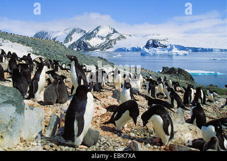 Adelie Penguin (Pygoscelis Adeliae), in einer Kolonie mit Küken, Antarktis, Hope Bay Stockfoto
