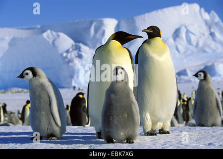 Kaiserpinguin (Aptenodytes Forsteri), Kaiserpinguine mit Küken, Antarktis Stockfoto