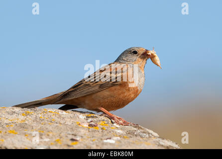 Cretzschmar-Wimpel (Emberiza Caesia), sitzt auf einem Felsen mit Beute im Schnabel, Griechenland Stockfoto