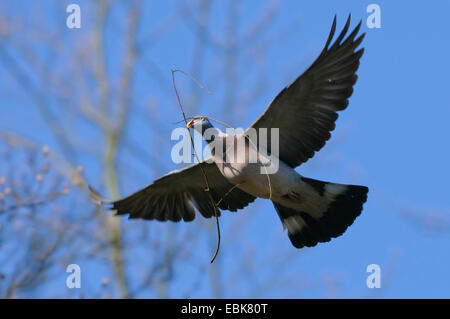 Ringeltaube (Columba Palumbus), Taube mit Zweig im Schnabel, Deutschland Stockfoto