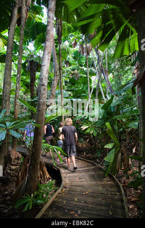 Rote Latan-Palme, australische Fächerpalme (Licuala Ramsayi), Marrdja Promenade und Fan Palmen im Regenwald, Australien, Queensland, Daintree Nationalpark Stockfoto