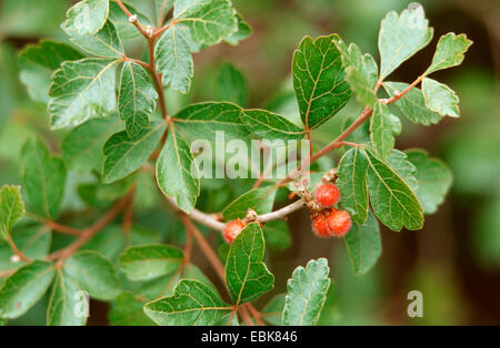 Sweet Sumach, duftenden Sumach, Heilpflanze, Heilpflanzen, Heilpflanze, Heilpflanzen, Heilpflanzenkunde, Nutzpflanze, Nutzpflanzen, Homöopathie, traditionelle Medizin, Volksmedizin (Rhus Aromatica), Fruchtkörper Stockfoto