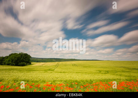 Gemeinsamen Mohn, Mohn in eine Feldgrenze von einem Maisfeld in Wind, Deutschland, Sachsen, Klatschmohn, roter Mohn (Papaver Rhoeas) Stockfoto