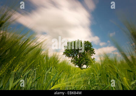 Blick aus einem Gerstenfeld einer Eiche im Wind, Deutschland, Sachsen, Vogtlaendische Schweiz Stockfoto