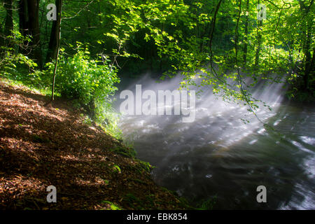 Nebel über Wald Bach, Deutschland, Sachsen, Vogtlaendische Schweiz Stockfoto