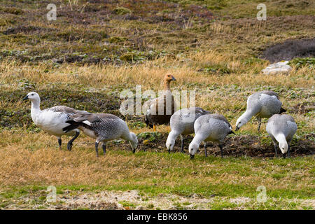 Magellan Gans (Chloephaga Picta), Gruppe Fütterung Rasen, Falkland-Inseln, Insel Stockfoto