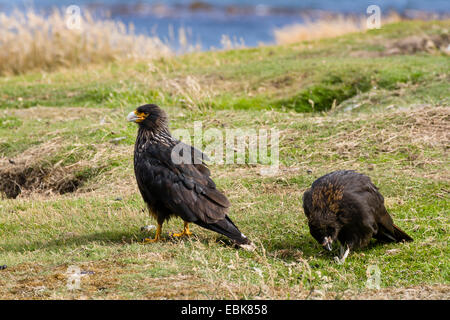 Forsters Karakara (Phalcoboenus Australis), zwei Forster Caracaras in eine Wiese, Falkland-Inseln, West Falkland, Karkasse Insel Stockfoto