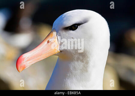 Black-browed Albatross (Thalassarche Melanophrys, Diomedea Melanophris), Porträt, Falkland-Inseln Stockfoto